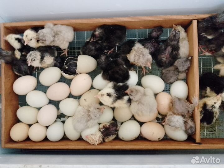 Цыплята от породных кур