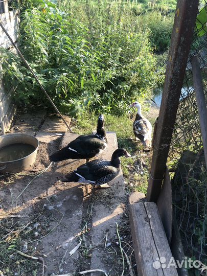 Мускусные утки