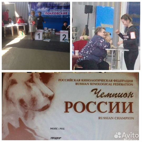 Достойные женихи