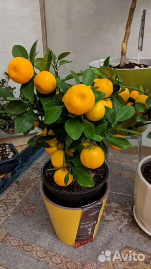 Цитрус/ мандариновое дерево с плодами