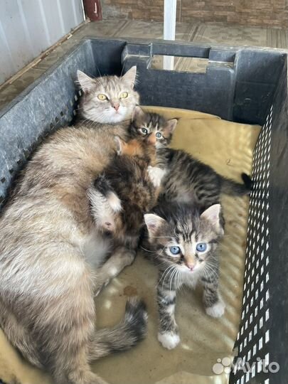 Котята в добрые руки