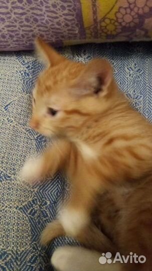 Рыжий котик в добрые руки бесплатно