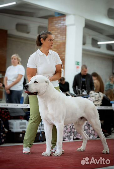 Клуб Собаководства 