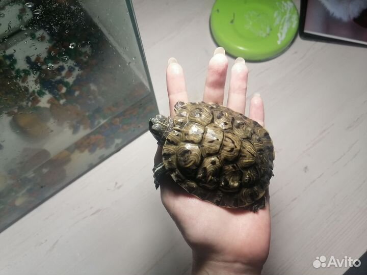Аквариум с красноухой черепахой