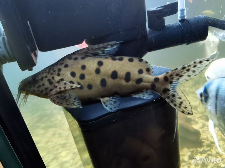 Сом синодонтис