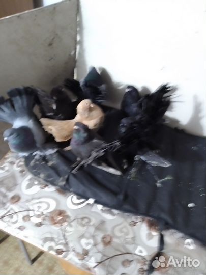 Голуби статные