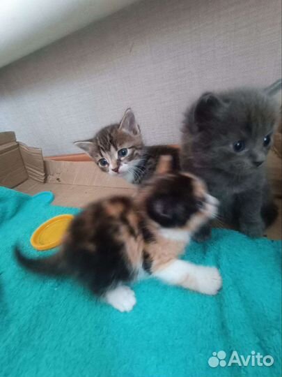 Котята в добрые руки