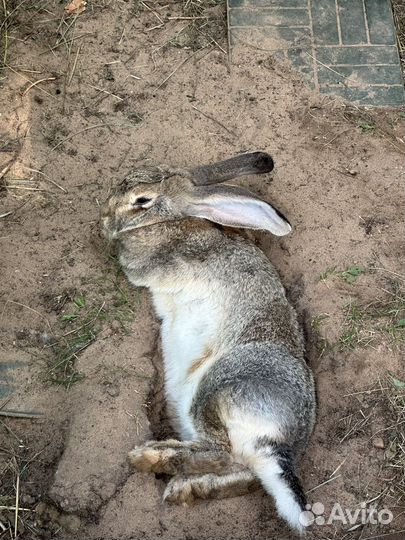 Кролики фландер, Великаны