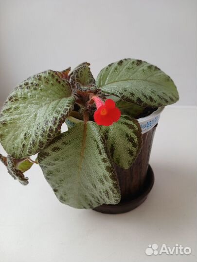 Кротон, Хатиора, Аихризон