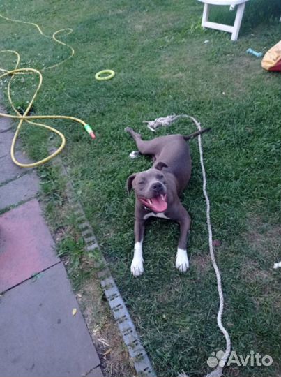 Щенки питбуля