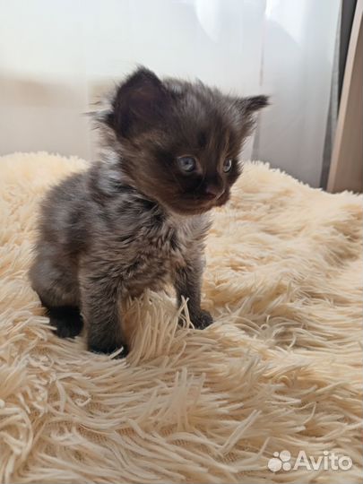 Котята