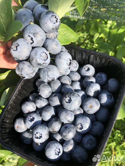 Голубика садовая саженцы