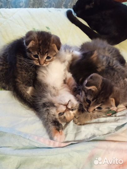 Британские котята