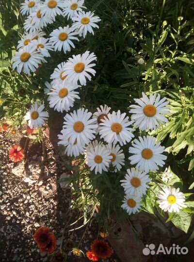 Ромашка садовая крупная