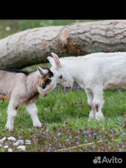 Зааненские козы дойные