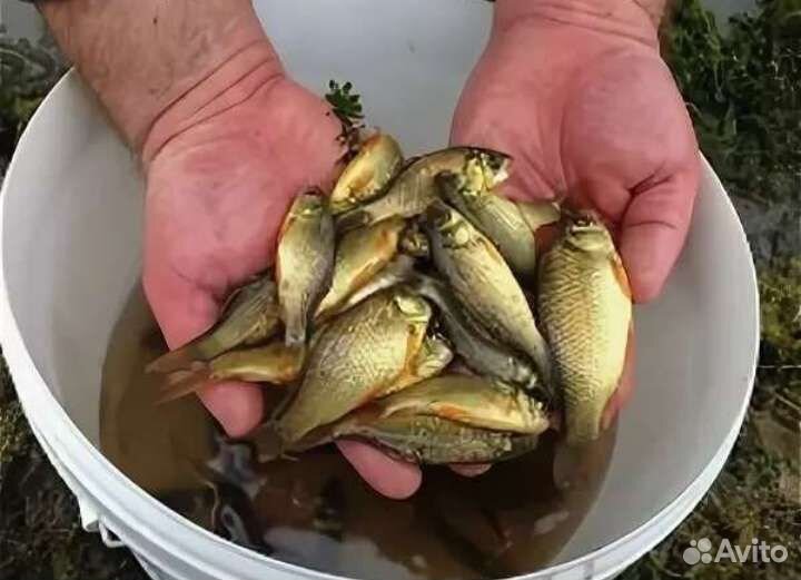 Живец карася(Петергоф)