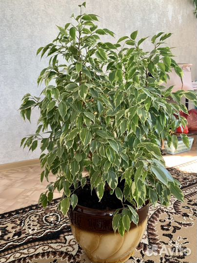 Бенджамина