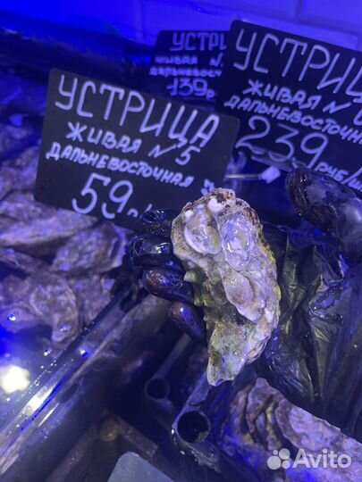 Устрицы дальневосточные