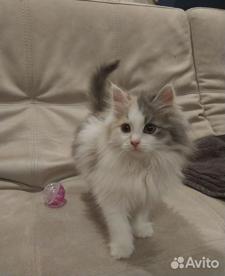 Шикарный пушистый котенок (девочка)