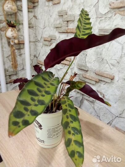 Продам Цветы