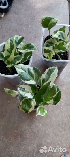 Панданус сциндапсусы