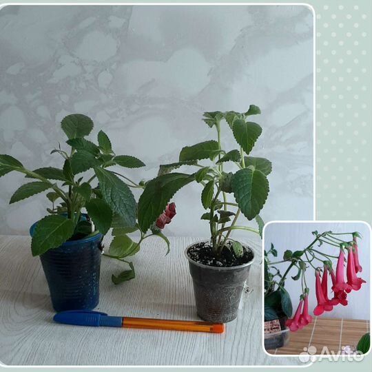 Дисхидия, драцена,рипсалидопсис