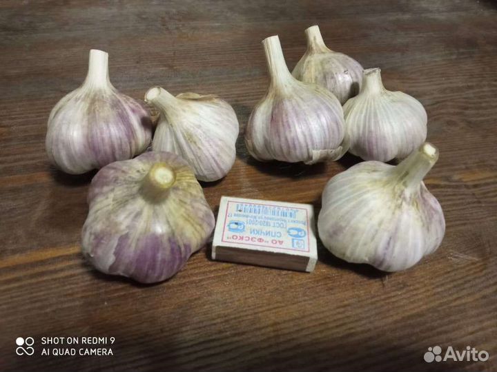 Домашний чеснок