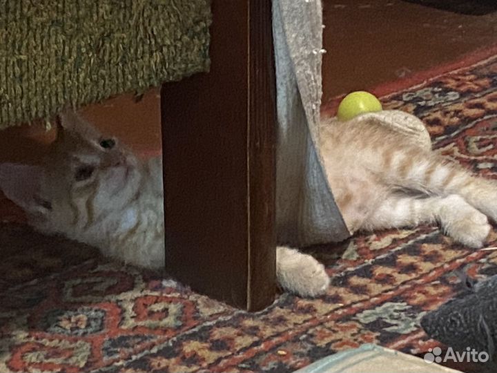 Животные котенок