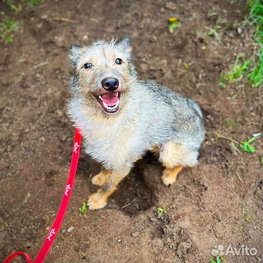 Собака в дар