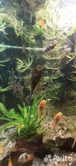 Сомики анцитрусы