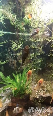 Сомики анцитрусы