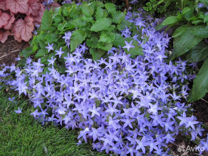 Многолетние садовые цветы