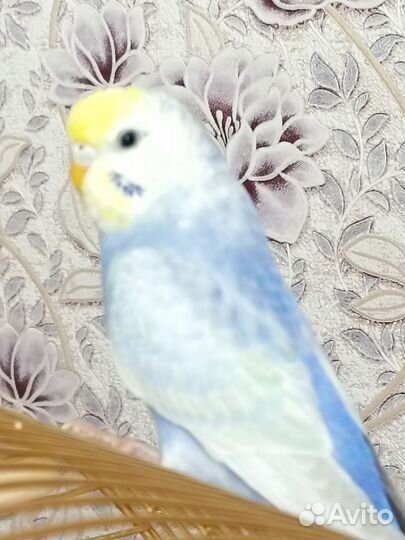 Птенцы волнистый попугай