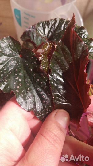 Бегония кейн