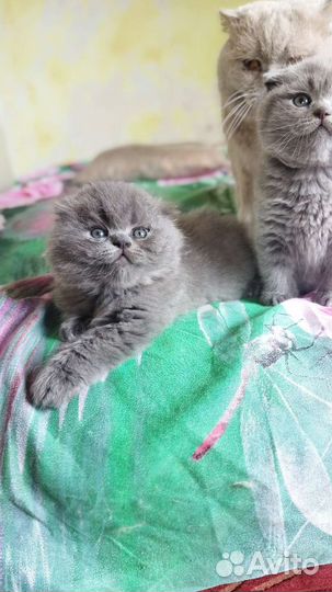 Котик хайленд