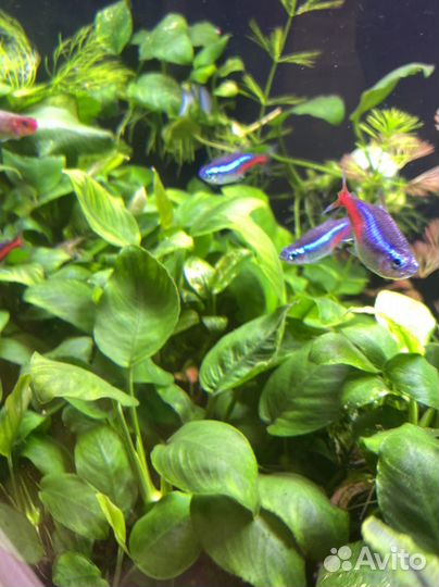 Аквариумные растения