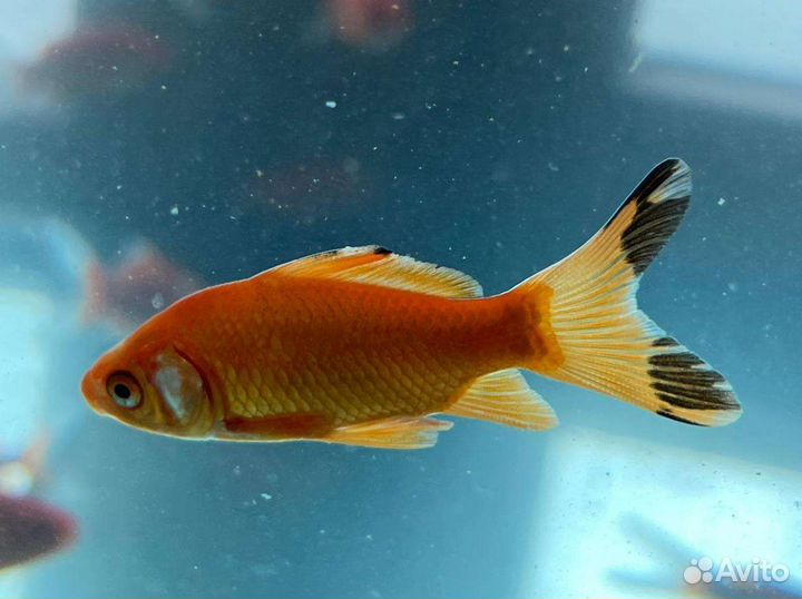 Рыба комета