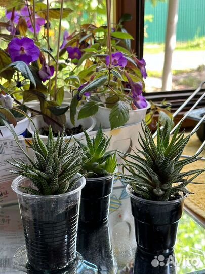 Суккуленты хавортия