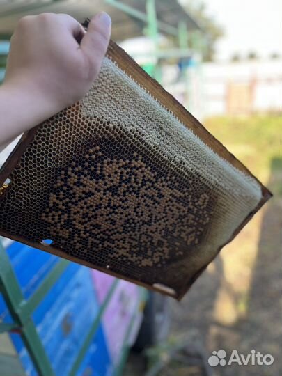 Мёд Майский, Липа, цветочный