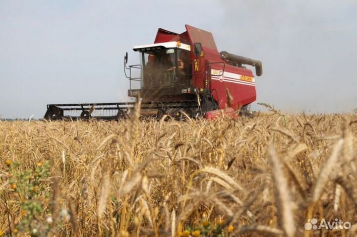 Уборка урожа подсолнечника