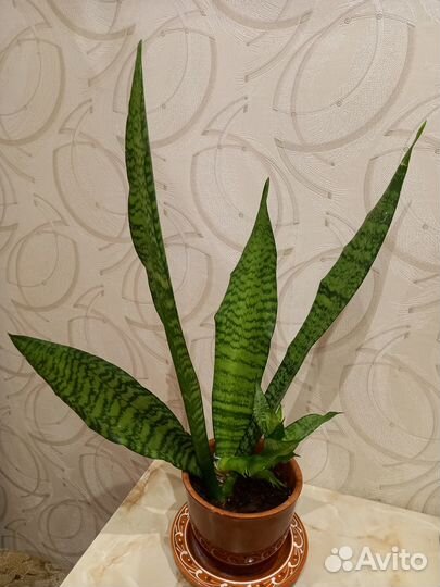 Сансевиерия