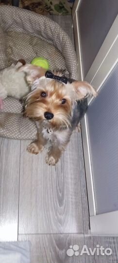 Йоркширские терьерв девочка 7 м и мальчик 1год8м