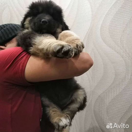 Банхар Щенки