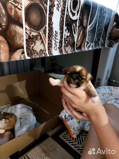 Щенки пекинеса