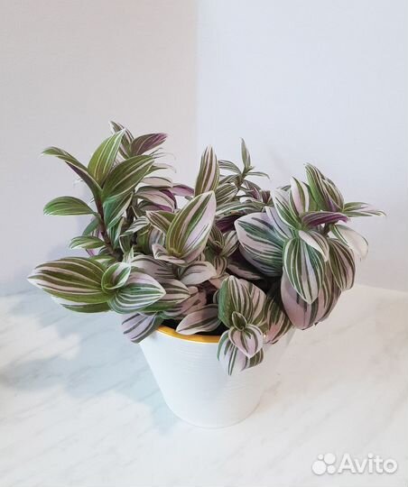 Традесканция Нанук, каллизия