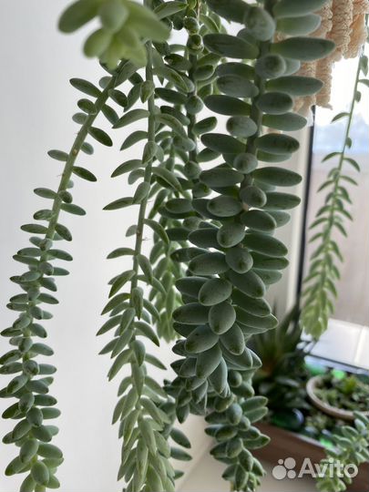 Комнатное растение Очиток Седум Моргана и Буррито