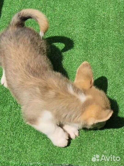 Супер Коржик