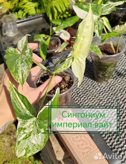 Сингониум imperial вайт, Калатея, эпипремнум марбл