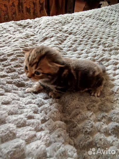 Шотландская