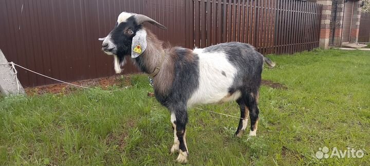 Англо нубийский козел